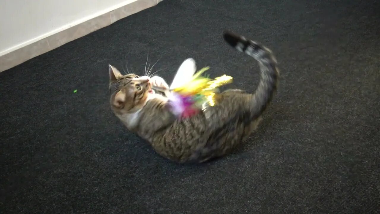 A Playful Cat