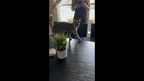 🐈‍⬛🐈‍⬛🍷🍷