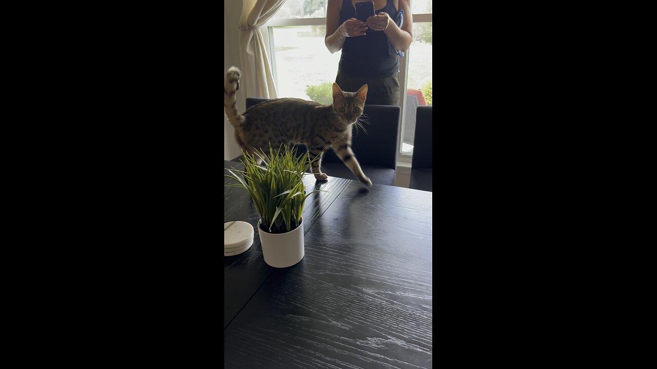 🐈‍⬛🐈‍⬛🍷🍷