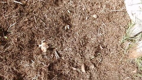 Plantez des patates.