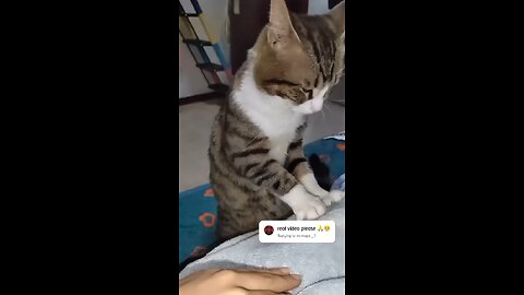 Cat funny video