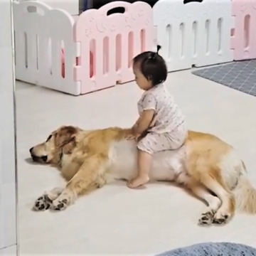 Gentle Golden Retriever tolerates playful baby girl