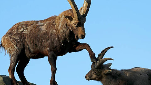 Markhor: The Majestic Mountain Marvel