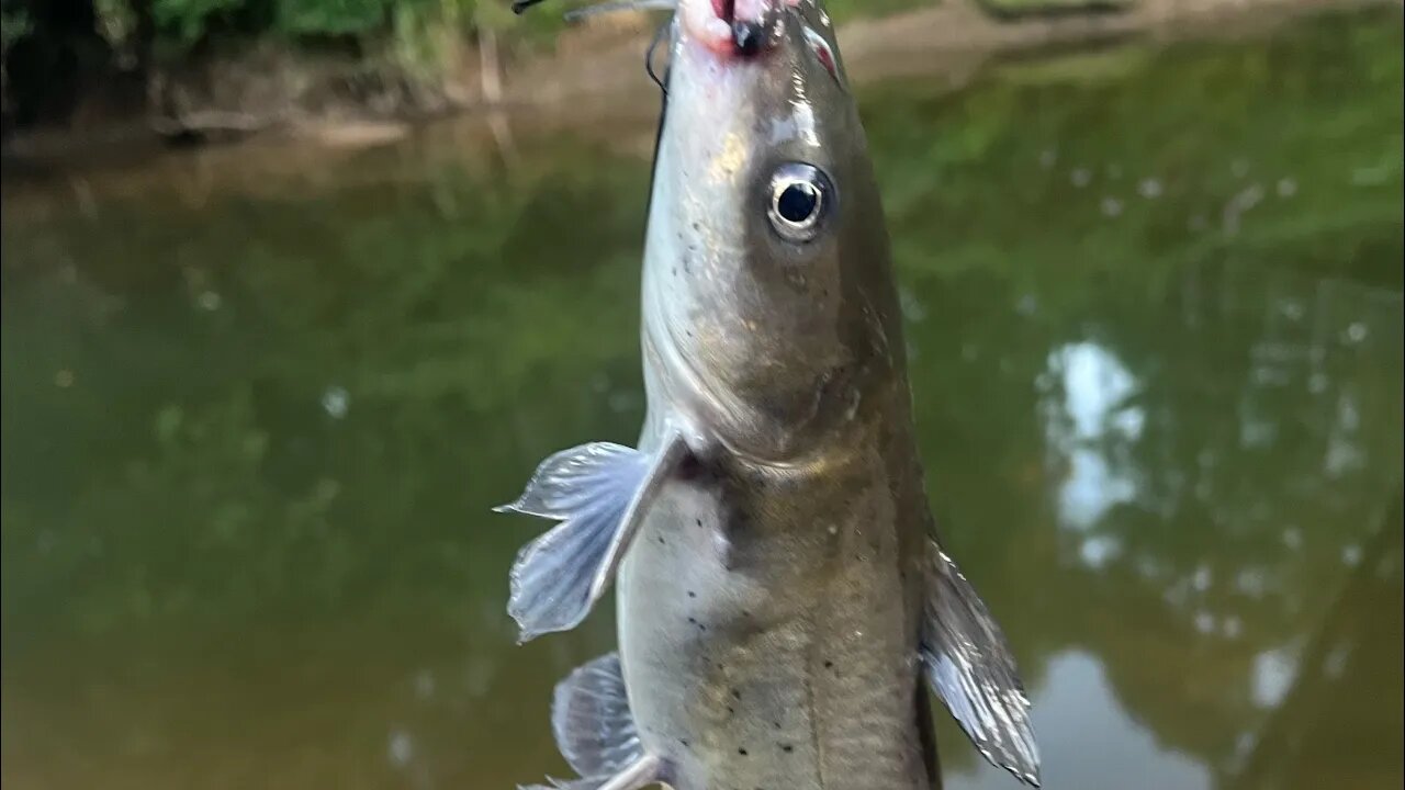 fishing adventure 9/3/23: I love catching catfish!