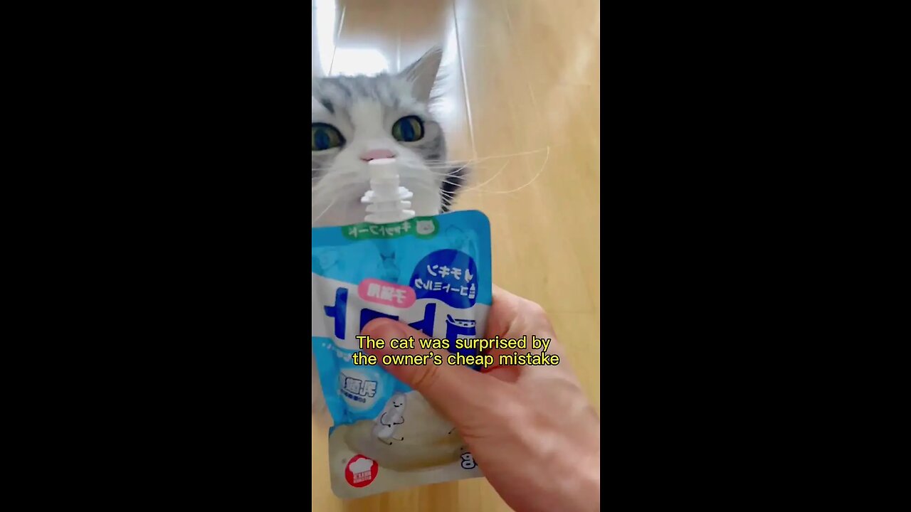 Poor baby #catsoftiktok #cat #funny #cute #pet #foryou #fyp