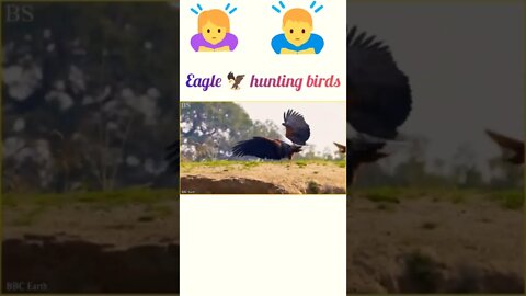 Eagle hunting birds @