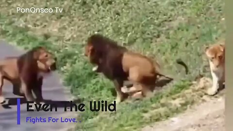 #TheWilds:- A Fight for Love.