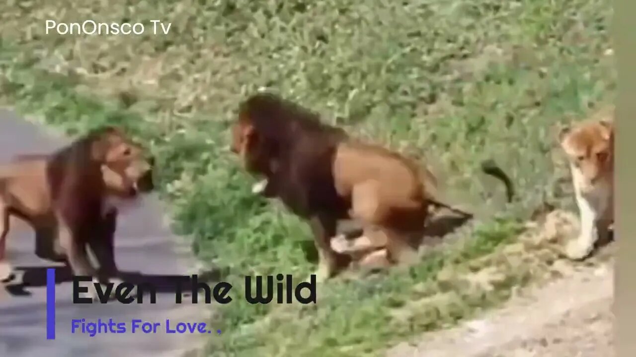 #TheWilds:- A Fight for Love.