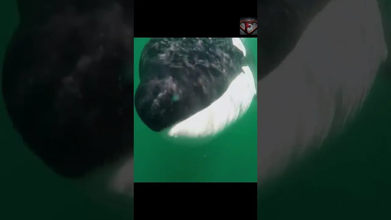 Killer Whales Hunting Sharks!! #shorts #animals #killerwhale #predator