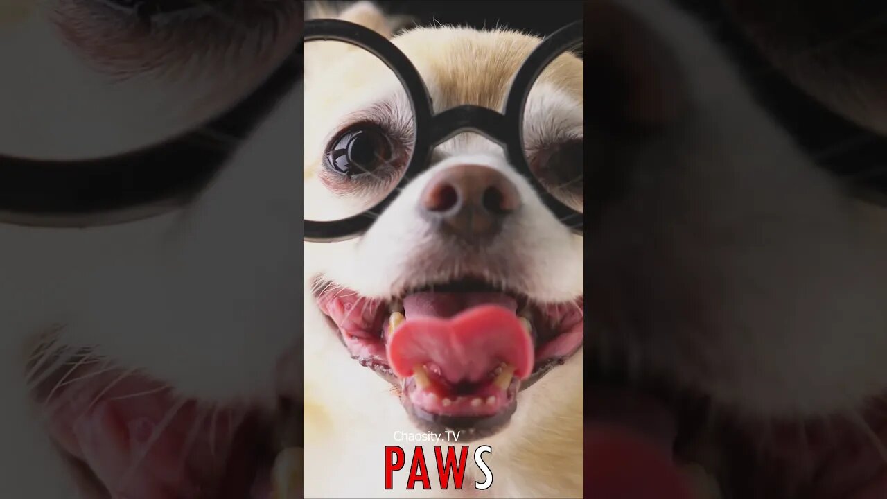 🐶 #PAWS - Smart and Stylish: The Nerdy Chihuahua's Intelligence Shines 🐾