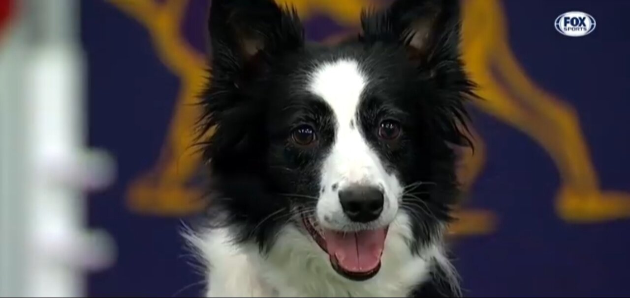 Watch 5 of the best WKC Dog Show moments to celebrate National Puppy Day