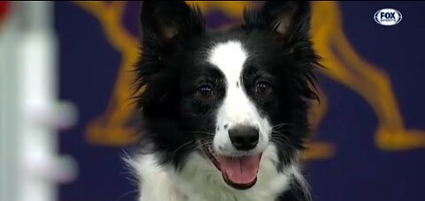 Watch 5 of the best WKC Dog Show moments to celebrate National Puppy Day