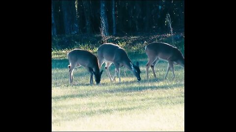 Deer in the Field