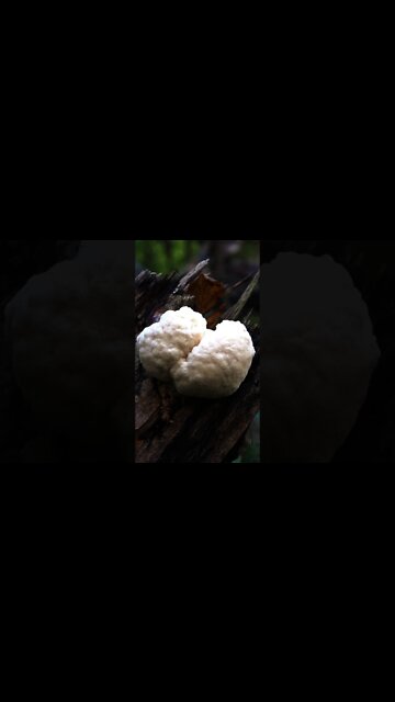 3 Winter Edible Mushrooms. Lion's Mane, Wood Ear, and Oysters. Wild edible fungi in North Carolina.