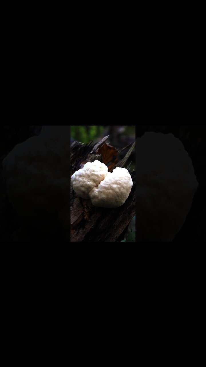 3 Winter Edible Mushrooms. Lion's Mane, Wood Ear, and Oysters.