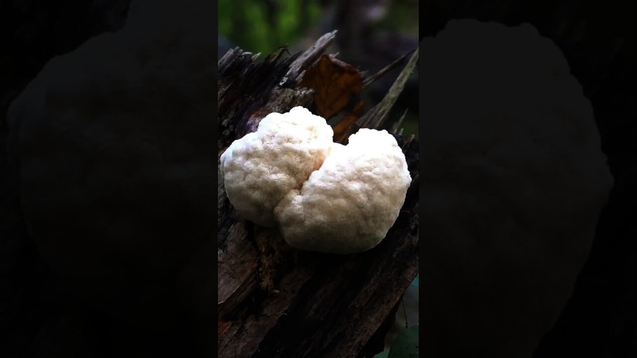 3 Winter Edible Mushrooms. Lion's Mane, Wood Ear, and Oysters. Wild edible fungi in North Carolina.