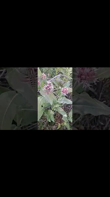 Hummingbird Moth #gcm #nature