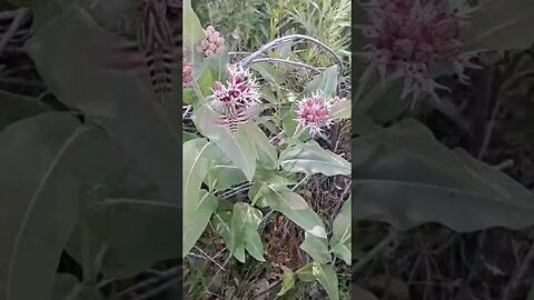 Hummingbird Moth #gcm #nature