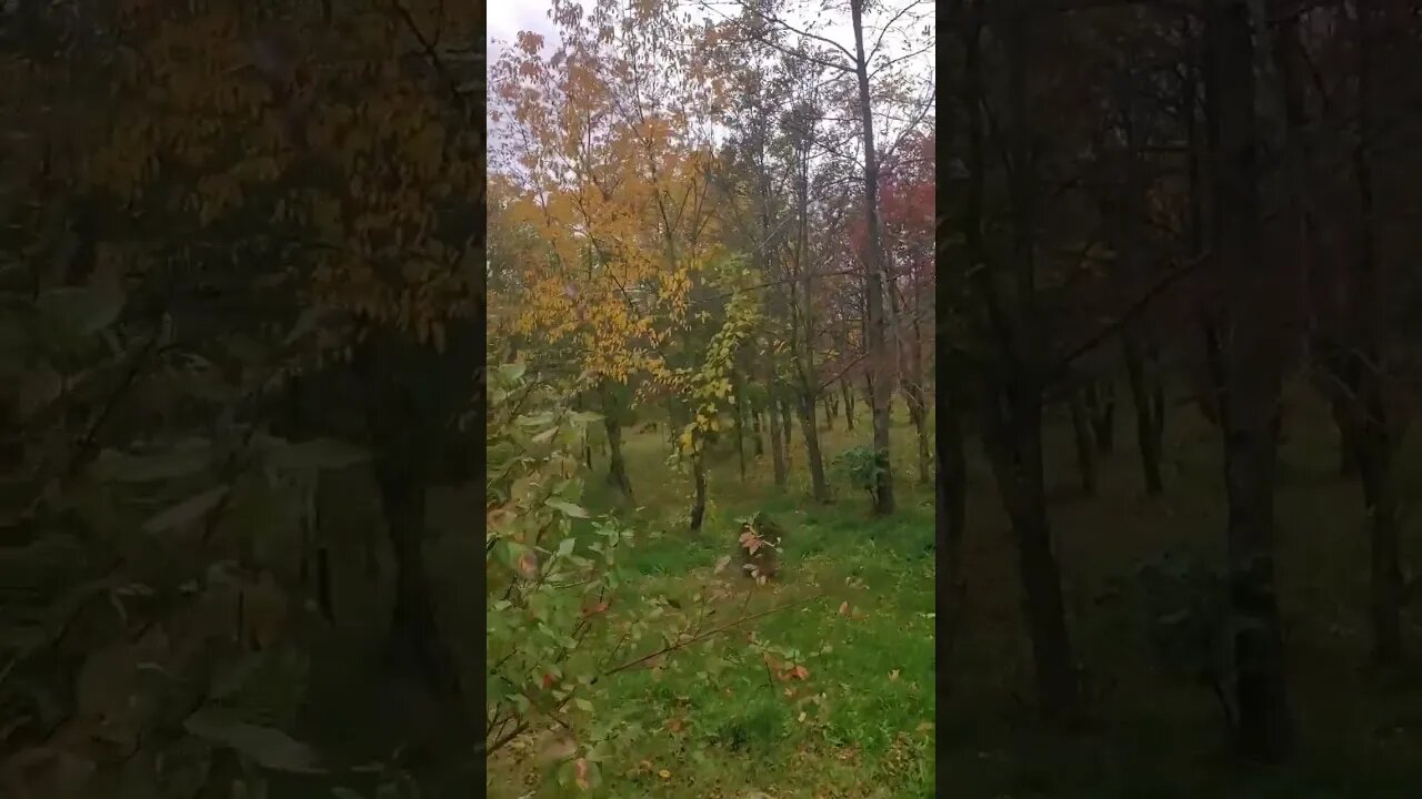 dog prances like deer..