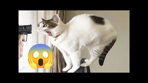 Funny cat videos | Funny animal videos | cat | dog -samrat 😻🐶