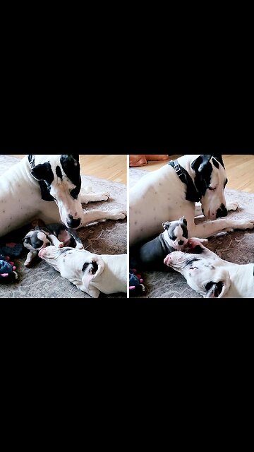 Boston Terrier Puppy Takes On Great Danes