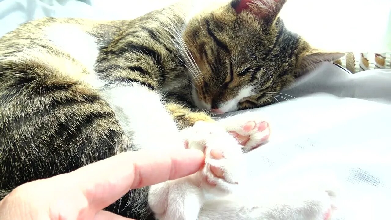 Sleepy Kitten Moves His Little Leg