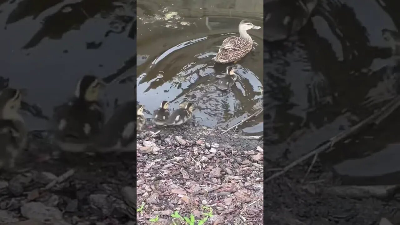 Mama Mallard and Babies #shorts #duck #ducks #theducksong