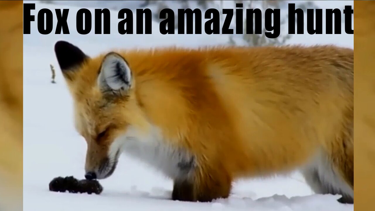 Fox on an amazing hunt.