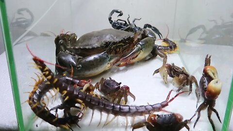 Sea Crab Centipede Emperor Scorpion Water36 10