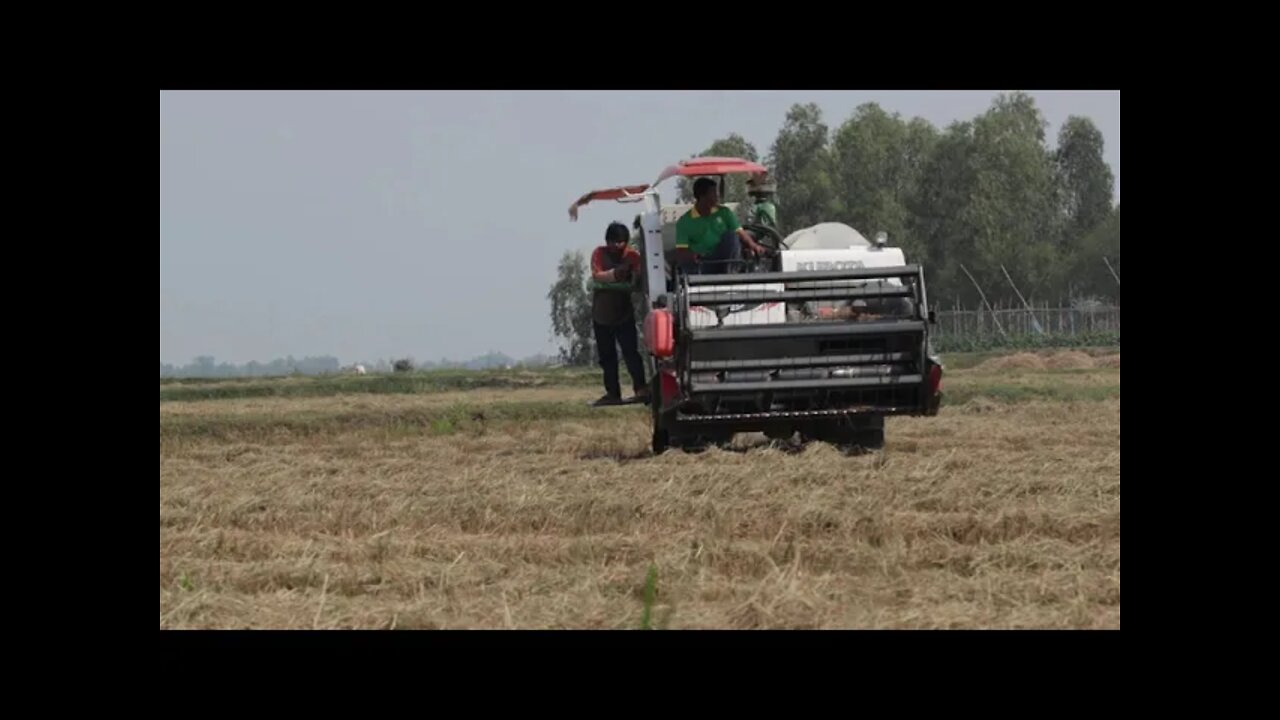 Kobuta harvesting rice