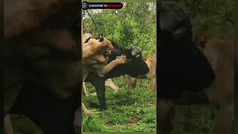 Two lion take dawn buffalo