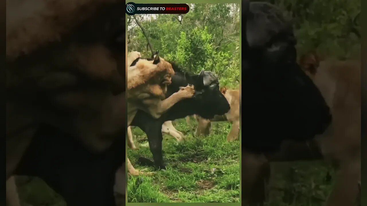 Two lion take dawn buffalo