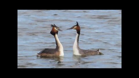 Great Crested Grebe mating dance
