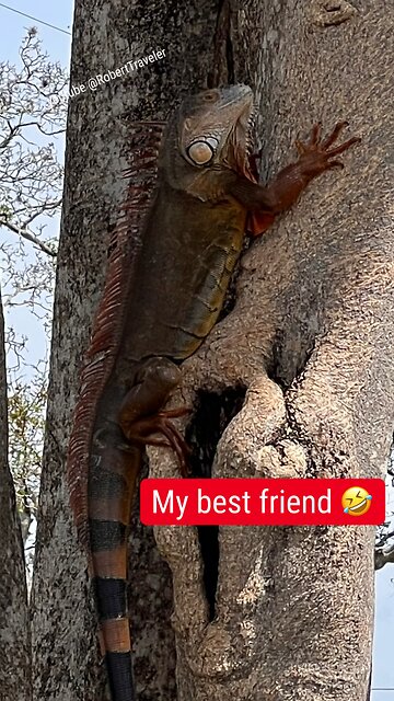 Do you see my best friend? 🤣#florifa #life #roberttraveler #animals #animal