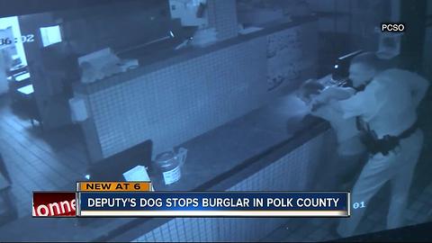Polk man tries choking out sheriff's K-9 after breaking into pizza shop