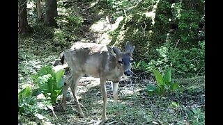 A busy deer trail, May 23 - June 1