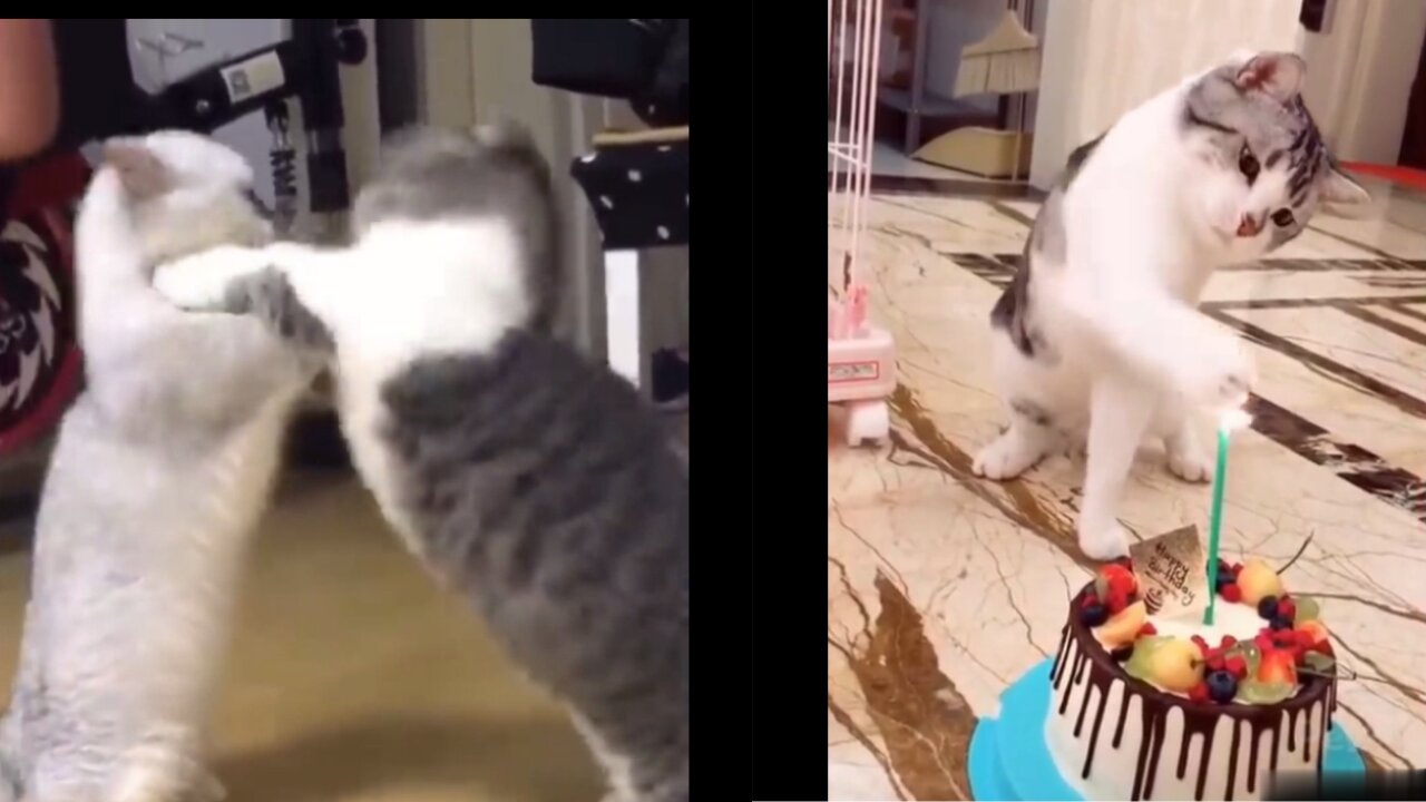 soo cute cats fight with each other & playing with cake nice.