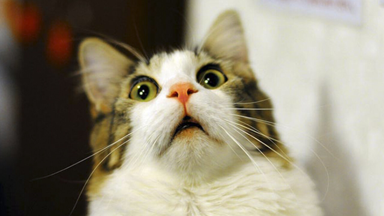 fearful cat