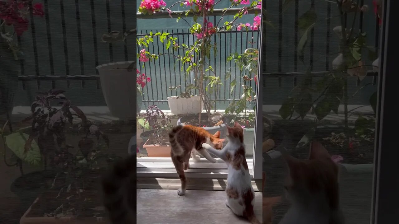 Two cute kittens 😻