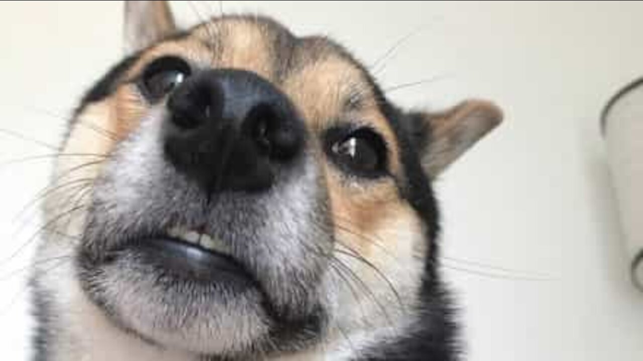 Cão mostra amor... com os dentes!