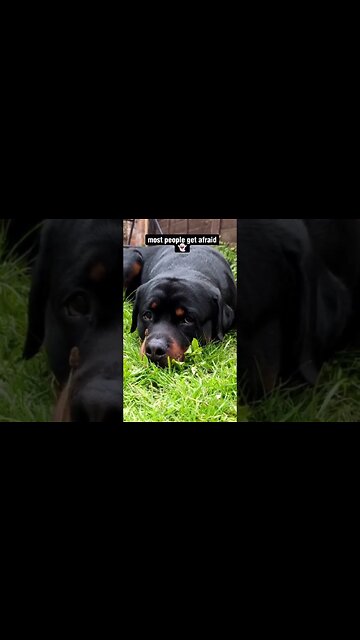 You don't like rottweilers? I get it 😢 #rottweiler #saddogs #dog