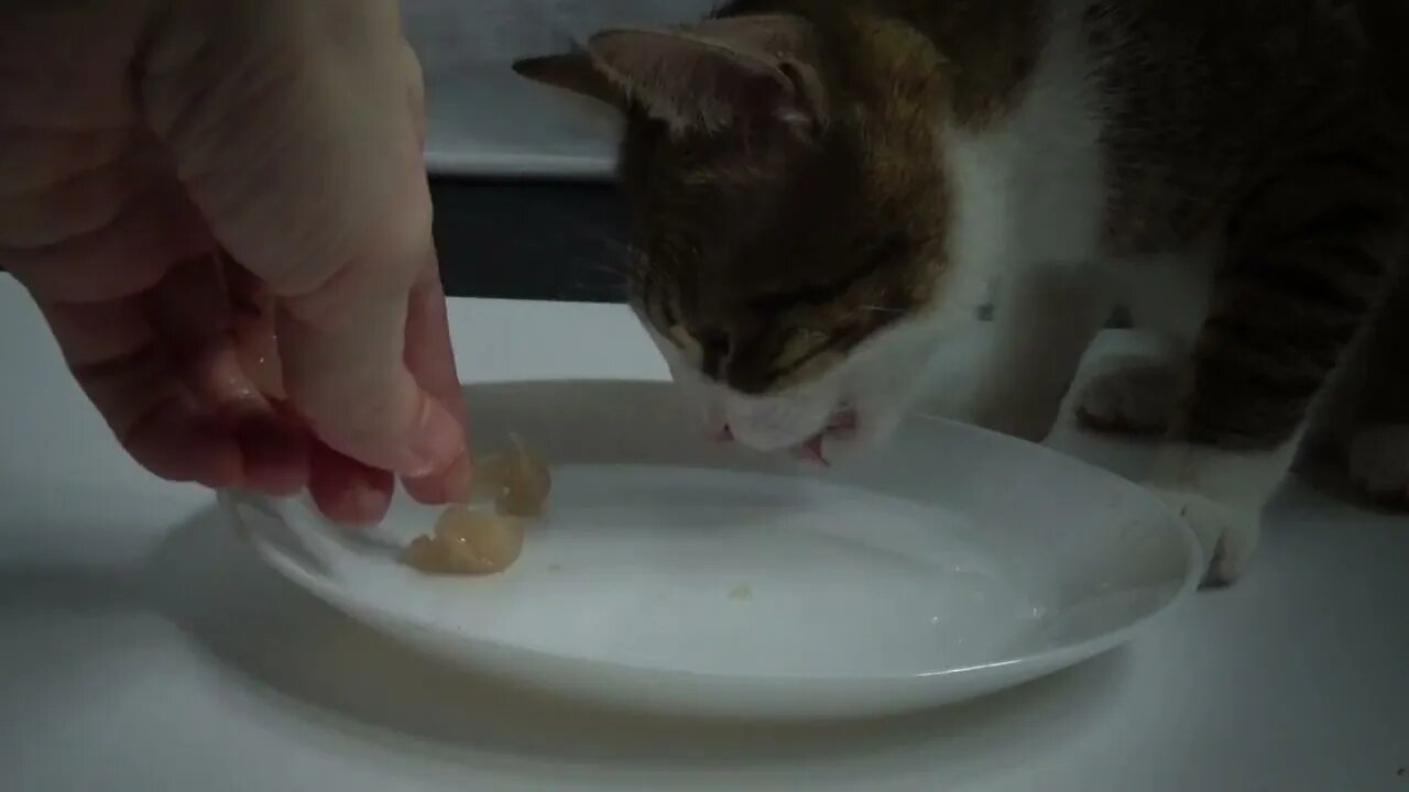 Kitten Rudolph Eats on a Plate