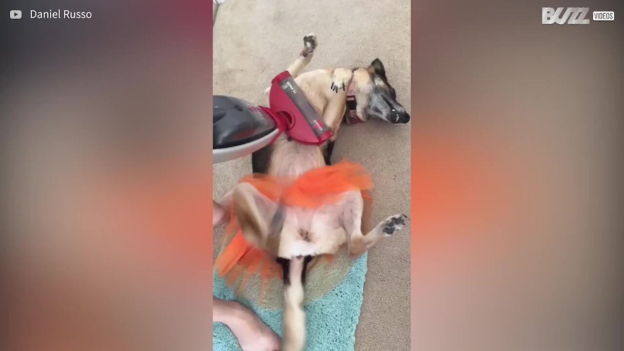 Dog gets vacuum cleaner massage