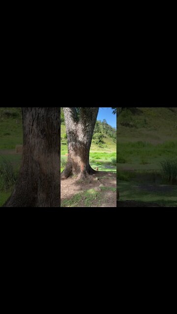 Dog saved from Death Row at the Pound Learning to Play! No more Fears or Tears!