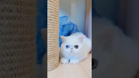 наши милые котики (4)
