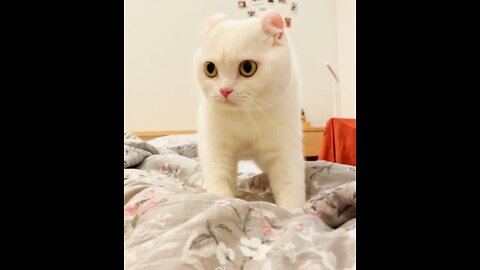 Cute cat 🐱🥰