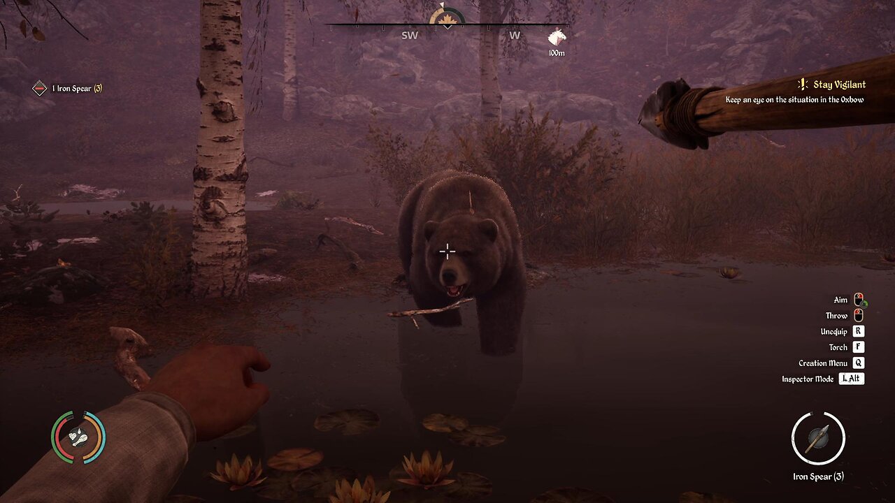 The Most Intelligent Bear