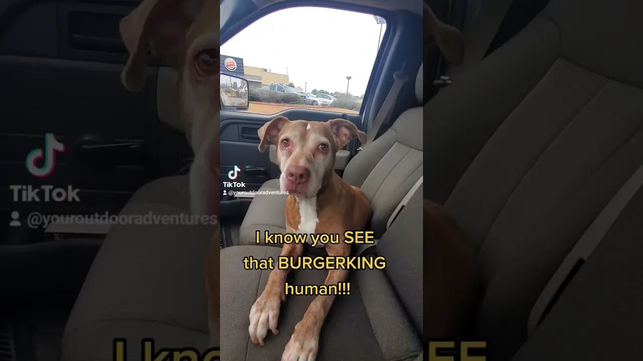 #dogsoftiktok #puppylove #olddog #geisha @burgerking #burgerking #fastfood #feedme #yummyfood