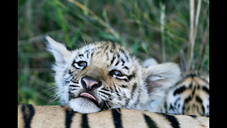 Cute Baby Tiger Cubs Playing - CUTEST Compilation 2021