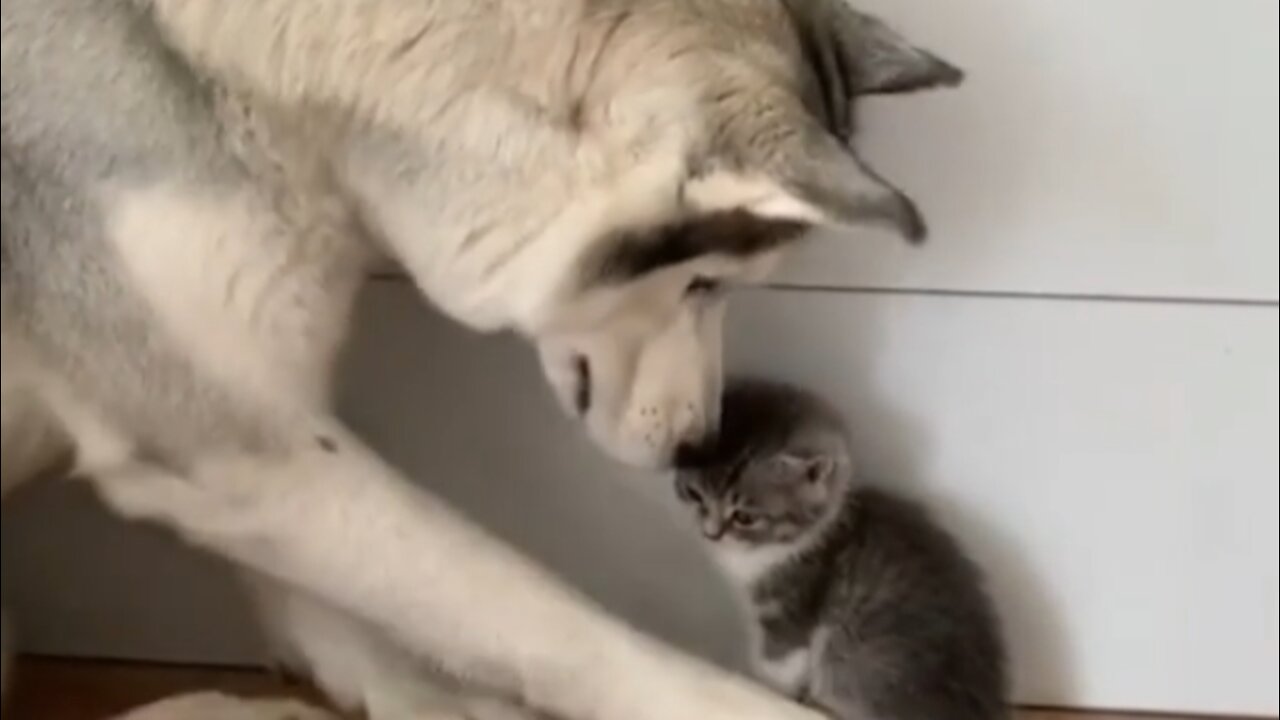 Dog care of the innocent cat 🐈